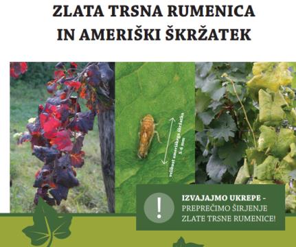 Obvestilo o zlati trsni rumenici na območju Ljutomera in Ormoža  